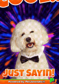 You Are So Cool GIF by PetJuvenate - PJ
