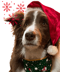 Natal Roykim Sticker