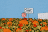 Charlie Brown Halloween GIF by Peanuts
