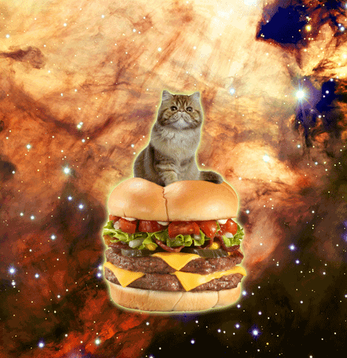 cat GIF by Cheezburger