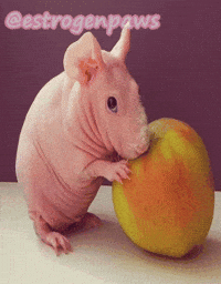 Guinea Pig Apple GIF