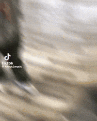 Jersey Mikes Yes GIF