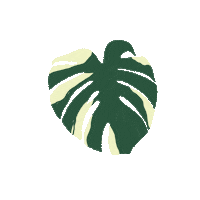 hoosierboyplantco plants monstera houseplants variegated Sticker