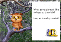 Owl GIF