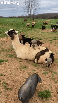 Goat Kids Use Patient Llama as Trampoline