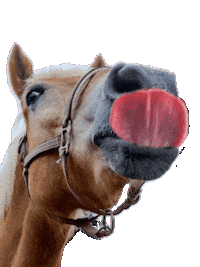 Yummy Yummy Horse Sticker by Glamour by Reitsport SIBO