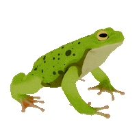 3D Frog Sticker by Zacxophone