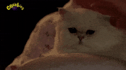 Hungry Cat GIF by CBeebies HQ