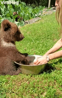 Endangered Baby Bear Plays in Water Bowl
