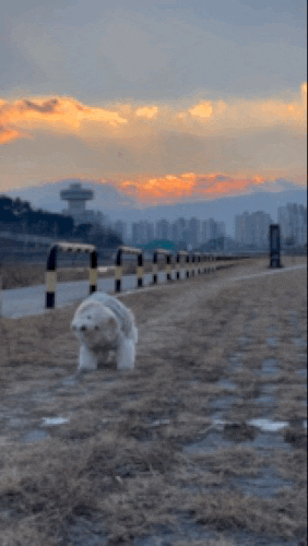 lulu__mix giphyupload dog 강아지 인절미 GIF