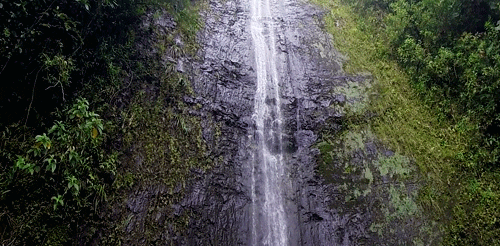 manoa falls landscape GIF