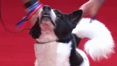 On My Way Running GIF by American Kennel Club