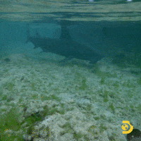 Hammer Shark GIF by Shark Week