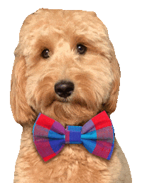Golden Doodle Sticker