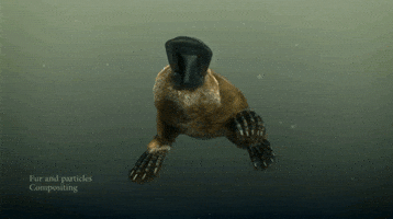 test platypus GIF