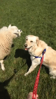 Doggy and Sheep Bond Over Mutual Cuteness