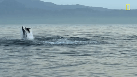 Nat Geo Ocean GIF by National Geographic TV