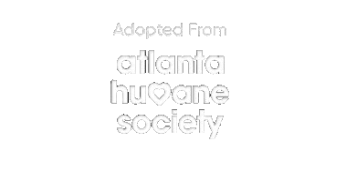 Cat Dog Sticker by Atlanta Humane Society