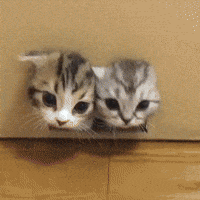 Box Kittens GIF