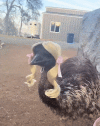 Bird Farm GIF by Respective