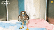Excuse Me What GIF by Nat Geo Wild