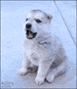 puppy howl GIF