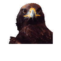 Design Colors Sticker by tikkurila
