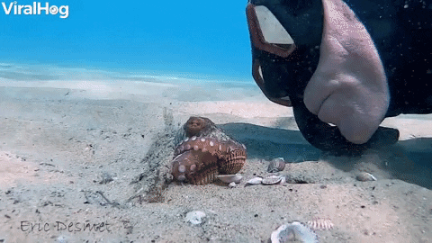 Wiley Octopus Punches Diver GIF by ViralHog