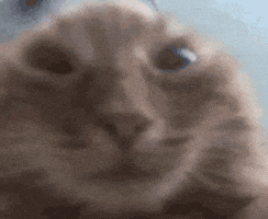 SpacyBeanie giphyupload cat giphycreatortest kitty GIF