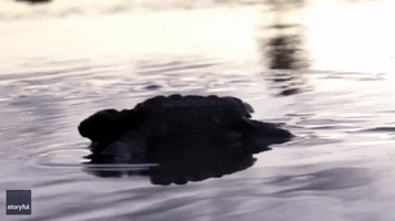 Sea Turtle Hatchlings Make Their Way to the Ocean