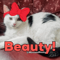 Cat Beauty GIF