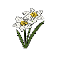 Flower Whiteflower Sticker