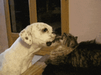 cat and dog GIF