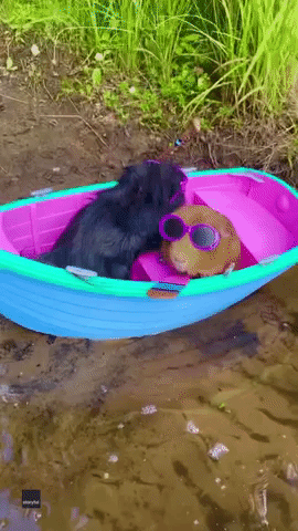 Guinea Pigs Wearing Sunglasses Are Huge Vibe as They Lounge in Tiny Boat