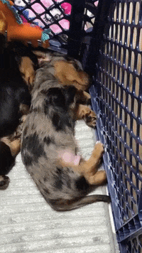 madmoizelledotcom  GIF