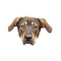 dog puppy Sticker by Roundhouse