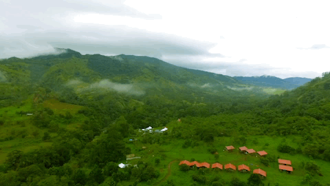 viceland GIF by JUNGLETOWN