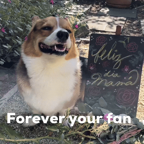 Dog Corgi GIF