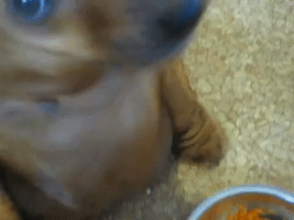 Dog Whines About Eating His Vegetables