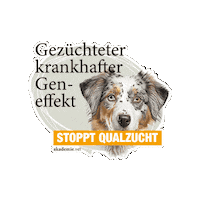 akademievet  Sticker