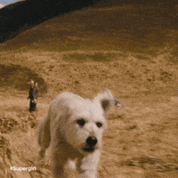 Dog Run GIF by DC