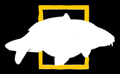 rockworld giphygifmaker carp shimano carpy GIF