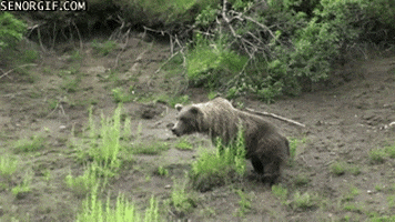grizzly bear GIF by Cheezburger