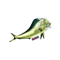 Mahi Mahi Fish Sticker by AFW Fishing Brands