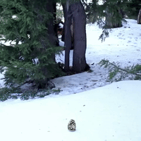 Mt Hood Christmas GIF by Four Rest Films