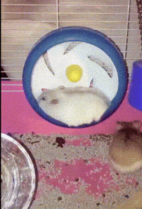 Hamster Wheel GIF