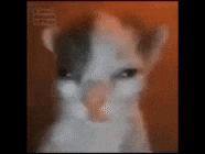 Sad Cat GIF