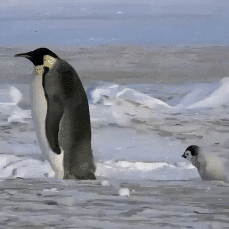 cuteanimalland giphyupload GIF