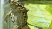 GIF by KQEDScience