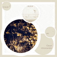 Mixed Media Biology GIF by Robert Matejcek